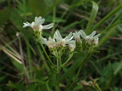Sericocarpus linifolius