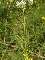 Sericocarpus linifolius