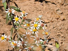 Eurybia radulina