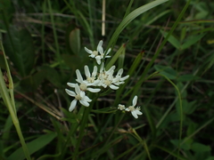 Sericocarpus linifolius