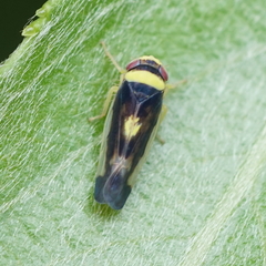 Colladonus montanus montanus