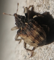 Phyrdenus divergens