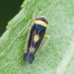 Colladonus montanus montanus