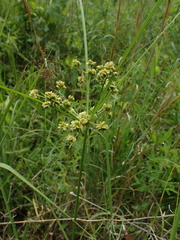 Cyperus pseudovegetus