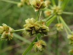 Cyperus pseudovegetus