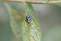 Alagoasa bipunctata