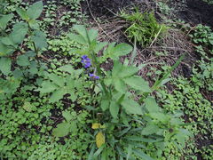 Solanum demissum