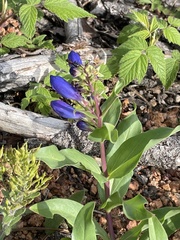 Penstemon glaber alpinus
