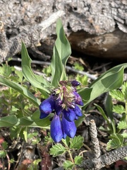 Penstemon glaber alpinus