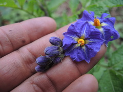 Solanum demissum