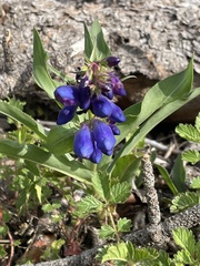 Penstemon glaber alpinus