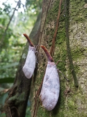 Pyrops sultanus
