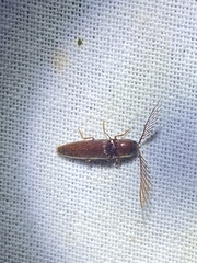 Dicrepidius palmatus