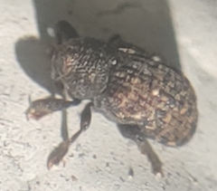 Apteromechus ferratus