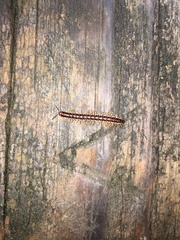Helicorthomorpha