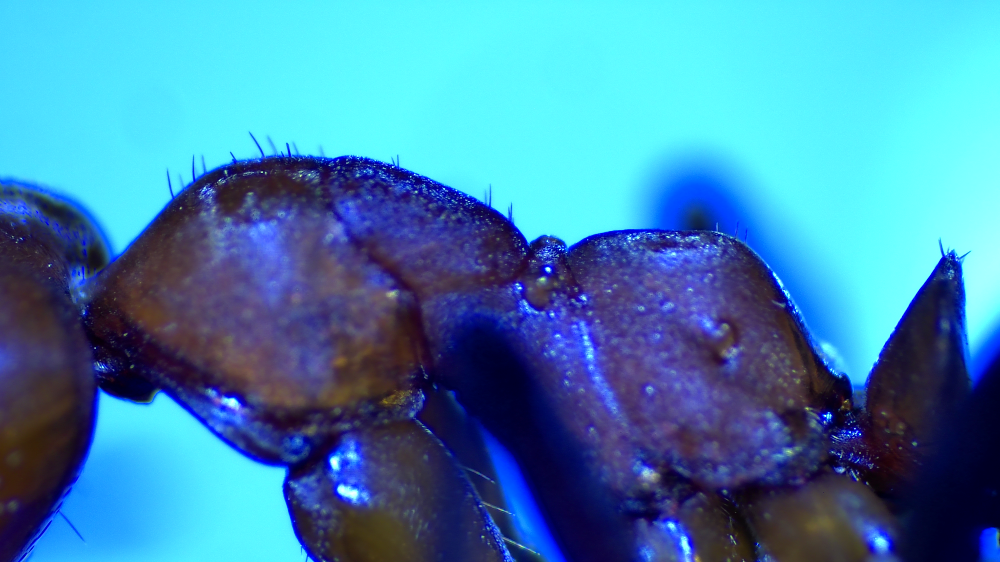 Formica rubicunda
