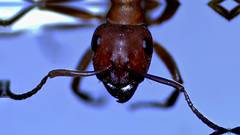 Formica rubicunda