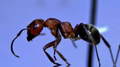 Formica rubicunda