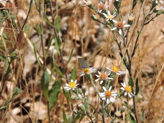 Eurybia radulina