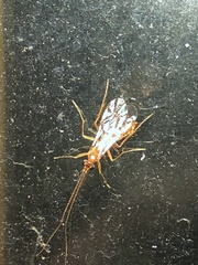 Tryphoninae