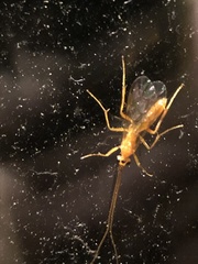 Tryphoninae