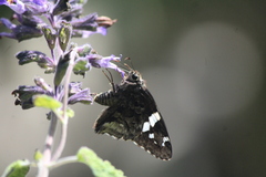 Codatractus bryaxis