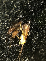 Tryphoninae