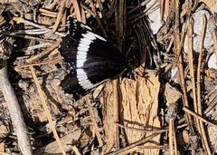 Limenitis weidemeyerii nevadae