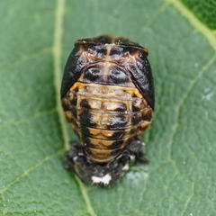 Adalia bipunctata
