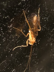 Tryphoninae