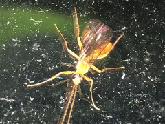 Tryphoninae