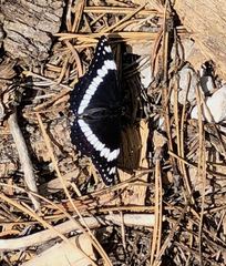 Limenitis weidemeyerii nevadae