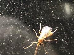 Tryphoninae