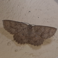 Isochromodes phyllira