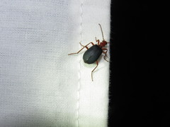 Brachinus elongatulus