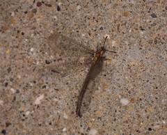 Brachynemurus irregularis