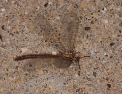 Brachynemurus irregularis