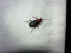 Brachinus elongatulus