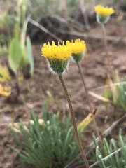 Erigeron bloomeri