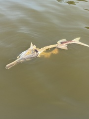 Polyodon spathula