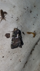 Oligia chlorostigma