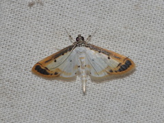Leucinodella leucostola