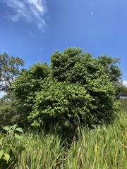 Cynophalla amplissima