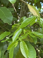 Cynophalla amplissima