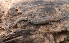 Bangalore Slender Gecko photo 3