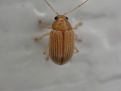 Colaspis brunnea
