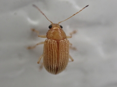 Colaspis brunnea