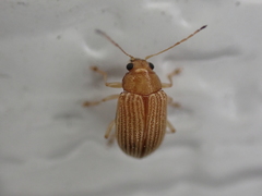 Colaspis brunnea