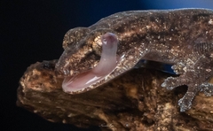Bangalore Slender Gecko photo 2