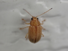 Colaspis brunnea